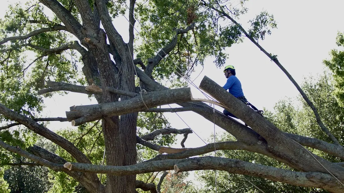 Professional Crown Thinning performed by certified arborists in Exeter
