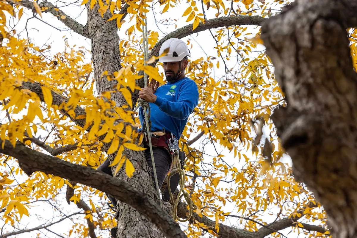 Skilled Tree Planing crew working in Exeter